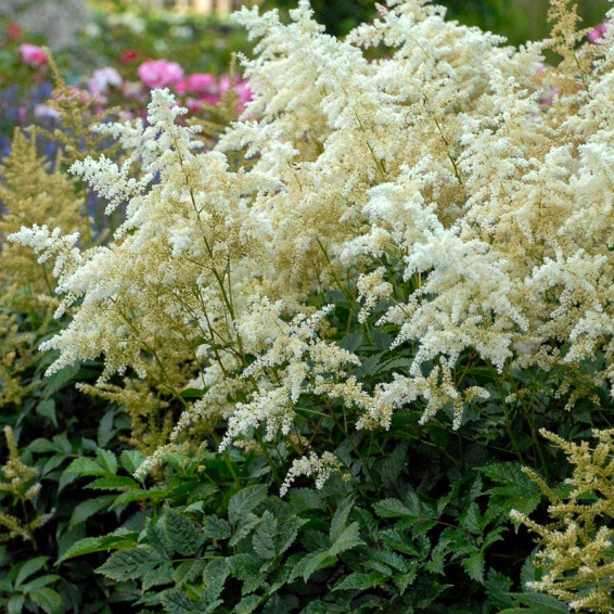 Астільба японьска 'Deutschland'® - 1