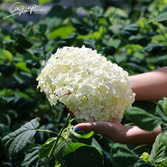 Гортензія деревовидна 'Annabelle' #1, p9 - - 6