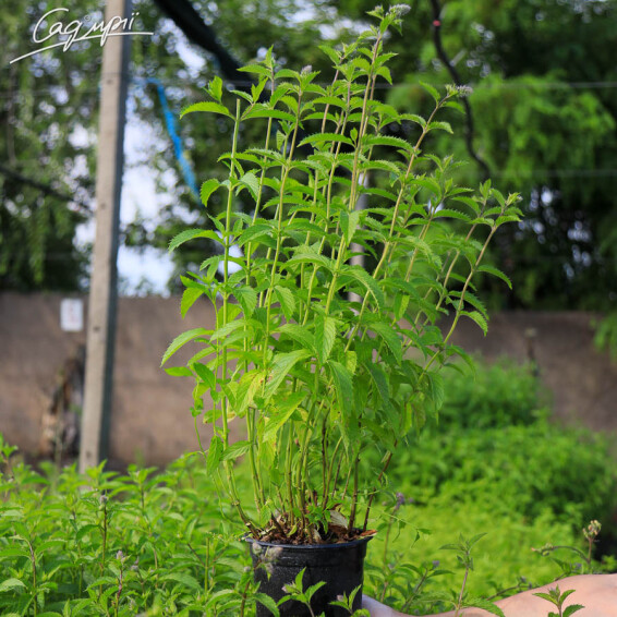 Мята швейцарская - 4 Мята швейцарская - 4