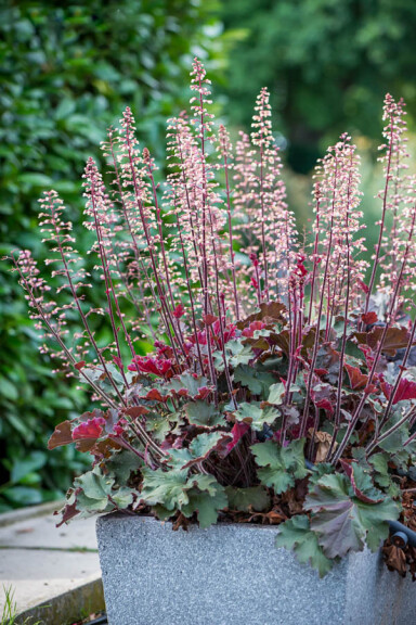 Гейхера 'Rex Red® PBR', ГК - - 5