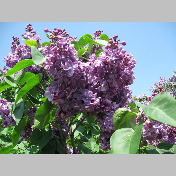 Сирень обыкновенная 'Carpe Diem' - 1 Сирень обыкновенная 'Carpe Diem' - 1