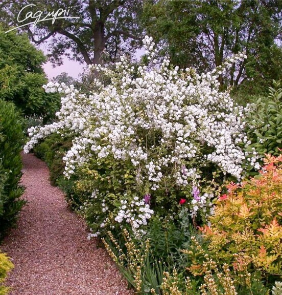 Жасмін садовий 'Virginal' #1, WRB - - 2 Жасмін садовий 'Virginal' #1, WRB - - 2