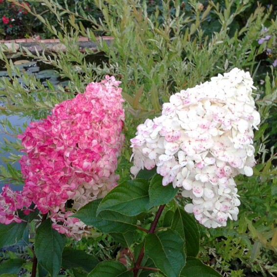 Гортензія волотиста 'Fraise Melba'® #6, WRB - - 3