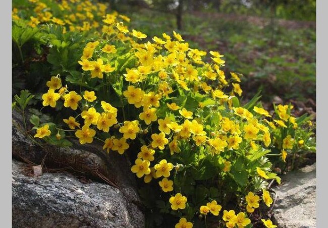 Вальдштейнія трійчаста