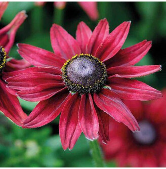 Рудбекія волосиста 'Cherry Brandy'