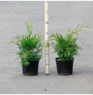 Ялівець віргінський 'Canaertii'