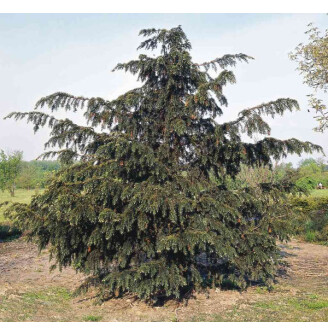 Тис ягідний 'Dovastoniana'