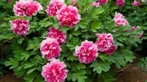 Пион древовидный. Элегантность Вашего сада и волшебный аромат