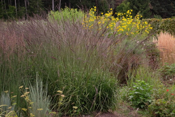 Молінія очеретяна 'Black Arrow' - 1