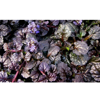 Горлянка повзуча 'Black Scallop'