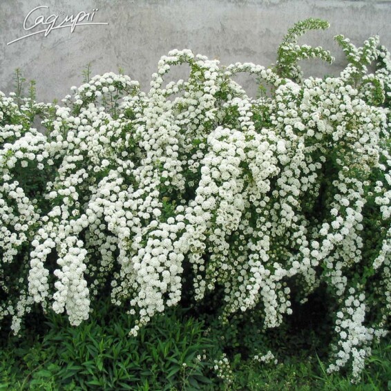 Спирея Вангутта - 1 Спирея Вангутта - 1