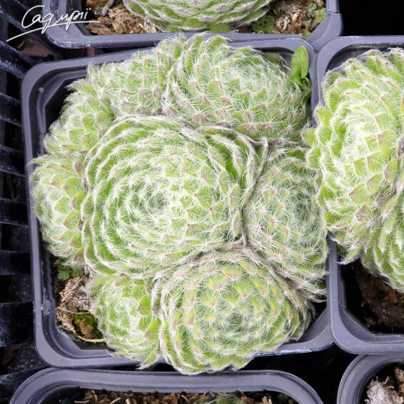 Молодило 'Spider 003' - 2