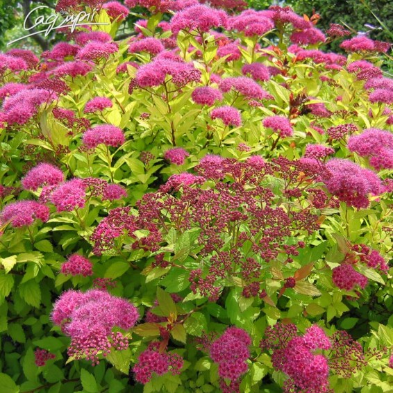 Спірея японська 'Golden Princess' - 1