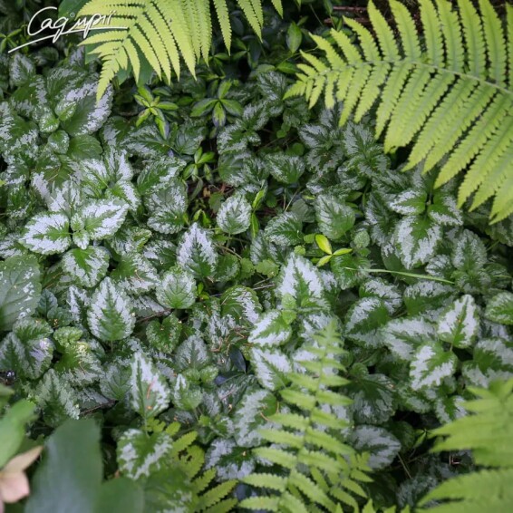 Глуха кропива крапчата - 2