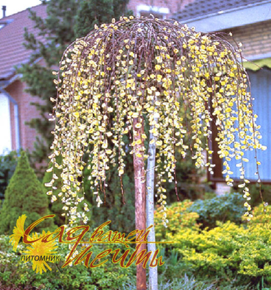 Ива козья 'Kilmarnock Pendula' - 1