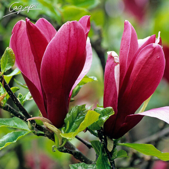 Магнолія лілієквіткова 'Nigra' - 3