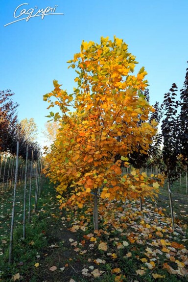Ліріодендрон тюльпановий - 8