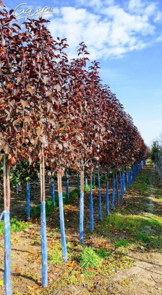 Яблоня 'Royalty' #6, WRB 25--30 350-400 St. 1/2 - 3