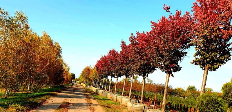 Як вибирати і купувати рослини