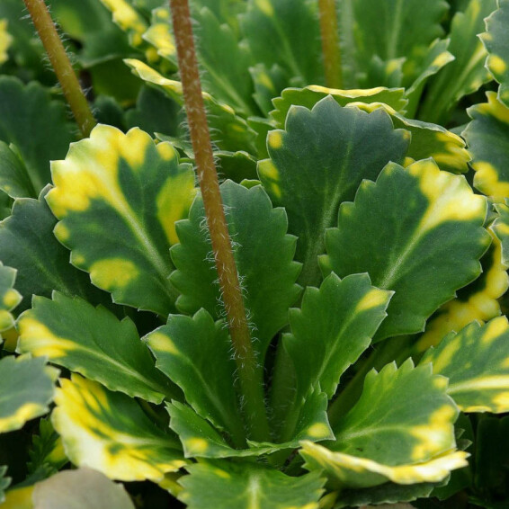 Ломикамінь тіньовий 'Variegata', p9 - - 3