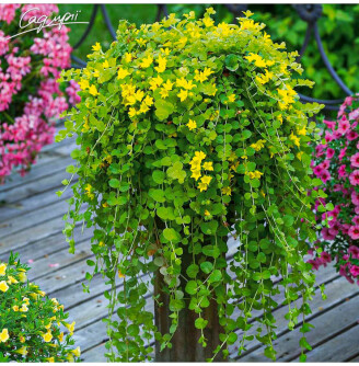 Вербозілля лучне