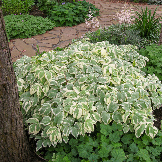 Сныть обыкновенная 'Variegata' - 1