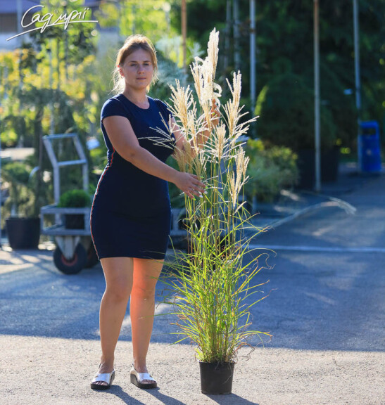 Міскантус китайський 'Flamingo' - 2