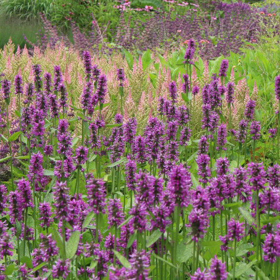 Чистець Моньє 'Hummelo', C3 - - 2