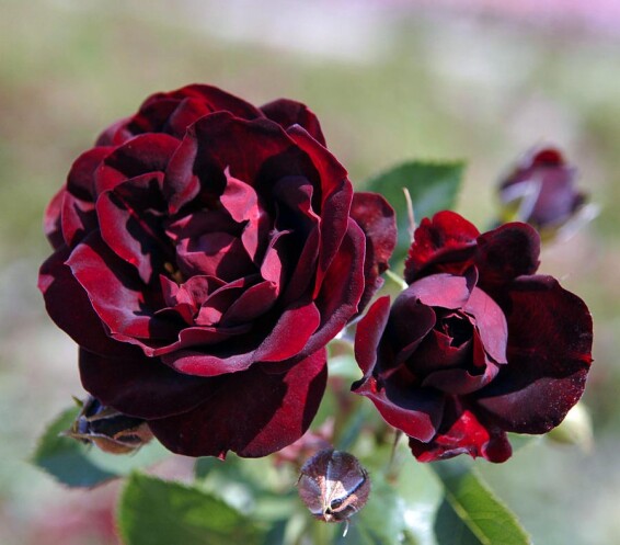 Роза чайно-гибридная 'Malicorne' - 1