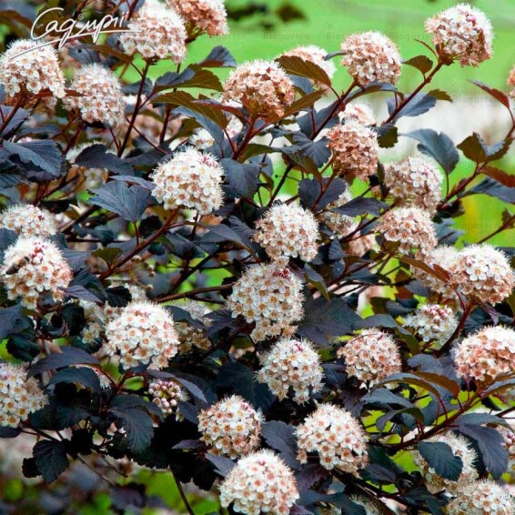 Пухироплідник калинолистний 'Lady in Red' ® - 1