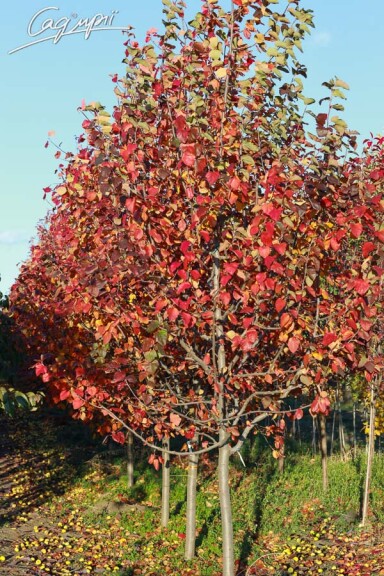 Яблуня 'Brandy Wine' #1, C60 12--14 250-300 St. 1/2 - 7