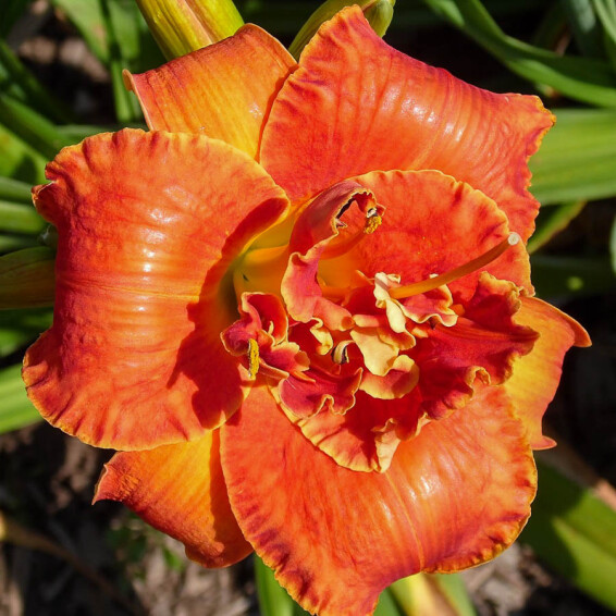 Лілейник 'Moses Fire', C3 - - 1