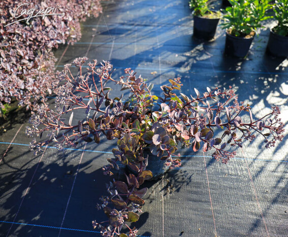 Очиток гибридный 'Bertram Anderson' - 2