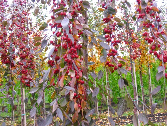 Яблуня плакуча 'Royal Beauty' #5, WRB 18-20--25 225-250 St. 200 - 9