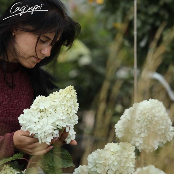 Гортензия метельчатая 'Vanille Fraise'® #3, Р9 - - 3