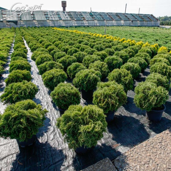 Туя западная 'Tiny Tim' - 3