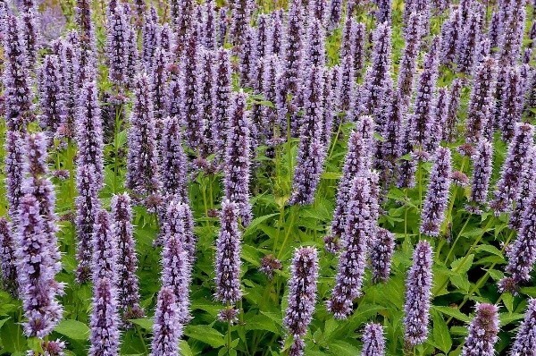 Агастахис 'Black Adder'