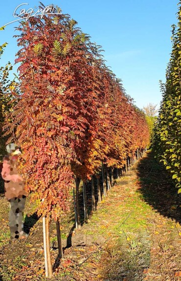 Горобина звичайна 'Autumn Spire' - 1