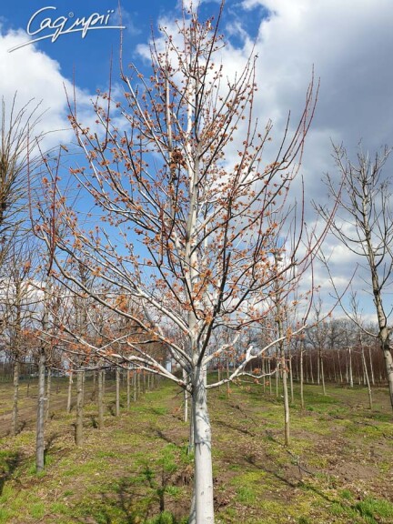 Клен платаноподібний 'Faassen's Black' #6, С 318, 381 25--30 500-600 St. 180-200 - 4