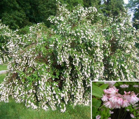 Дейція шорстка 'Codsall Pink' - 1