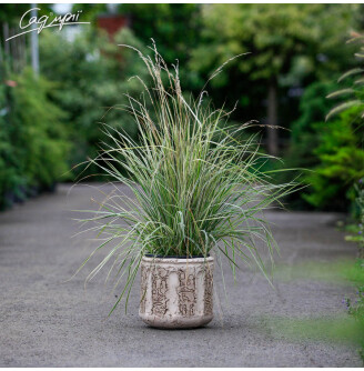 Куничник гостроквітковий 'Overdam'