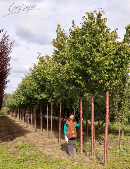 Слива Саржента 'Rancho' #1, С251 25--30 450-500 St. 200-225 - 12