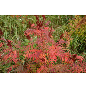 Горобиник горобинолистий