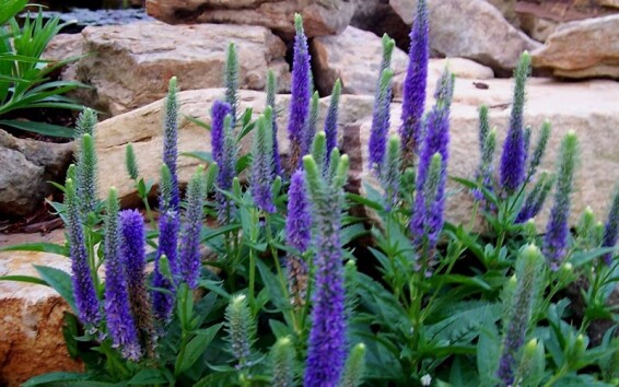 Вероніка колосиста 'Royal Candles' - 1