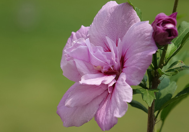 Гибискус сирийский - нежное очарование Вашего сада