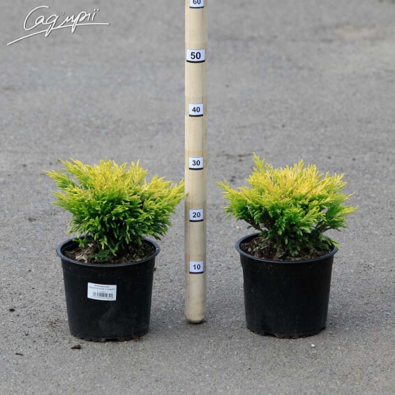 Можжевельник горизонтальный 'Limeglow' - 3