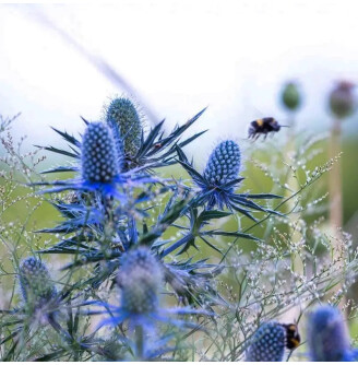 Ерінгіум альпійский (миколайчики) 'Blue Star'