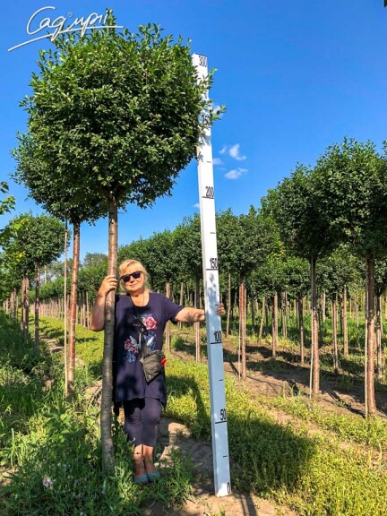 Вишня кулевидна 'Umbraculifera' #2, С110 20--25 300-350 St. 220-230 - 8 Вишня кулевидна 'Umbraculifera' #2, С110 20--25 300-350 St. 220-230 - 8