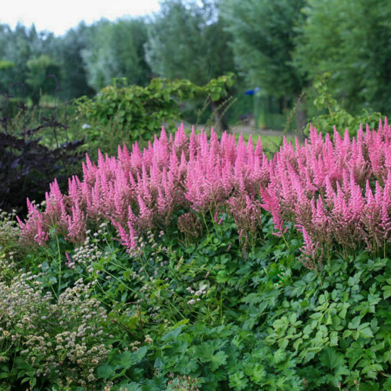 Астільба китайська 'Vision in Pink' ® PBR, ГК - - 3