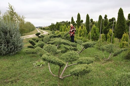 Бонсаи для японского сада